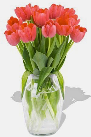 Tender Tulips delivery in South Korea Tender Tulips delivery in South Korea