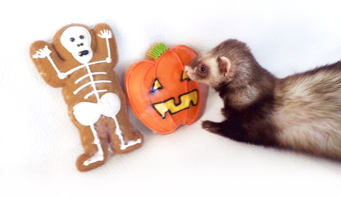 Ferret farm Tricky ferret steals Halloween treat!