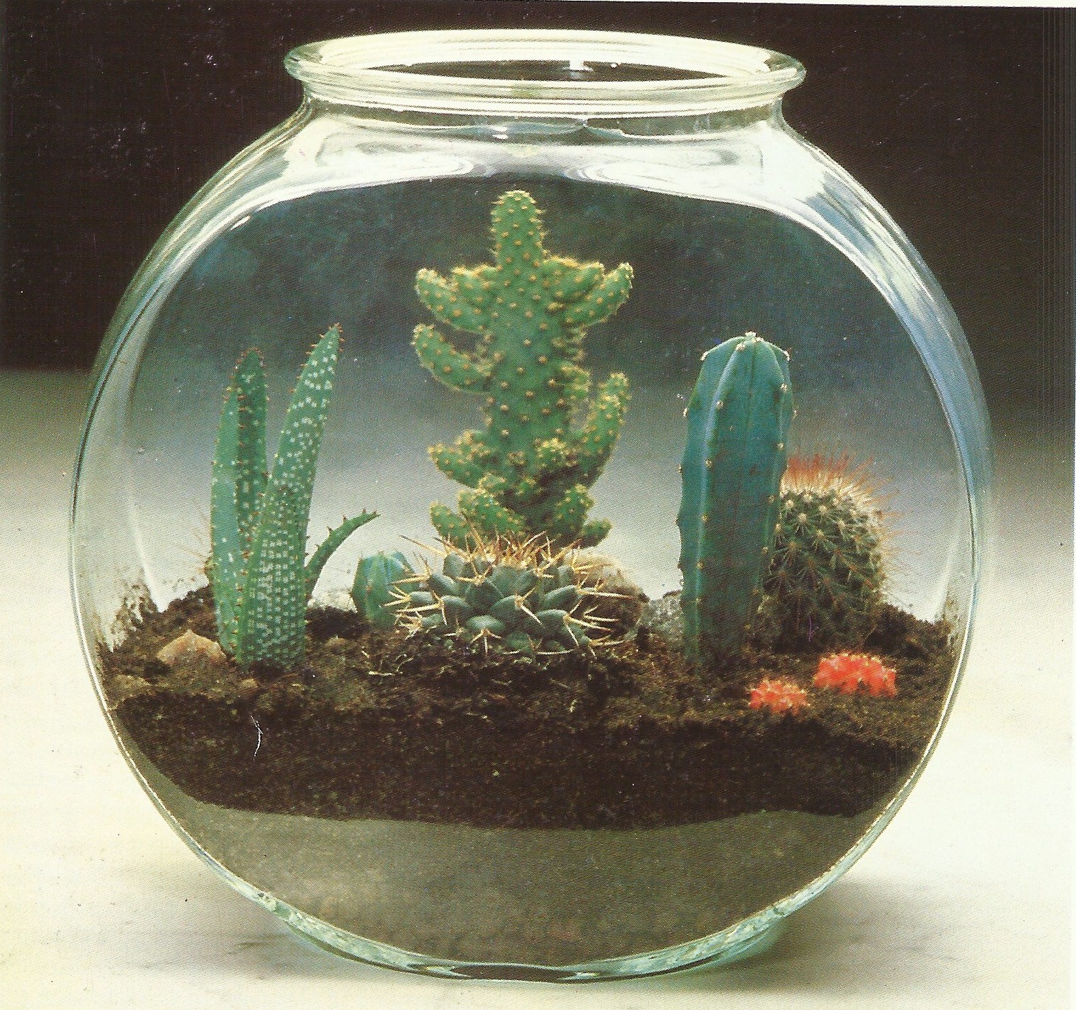 Bottle garden, Garden, Plants