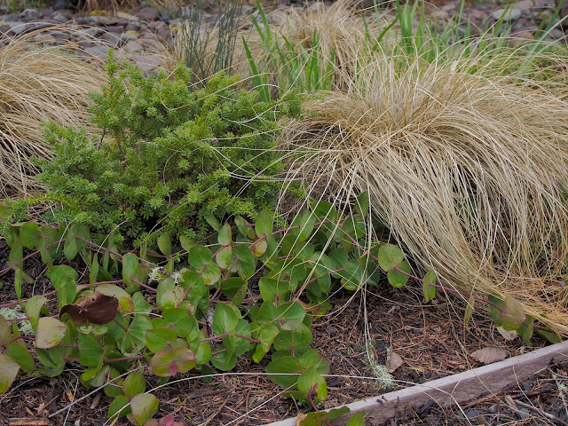 Flowers And Foliage Together