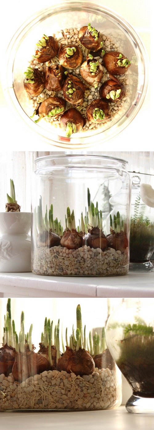 forcing bulbs in water flower forcing bulbs in water flower
