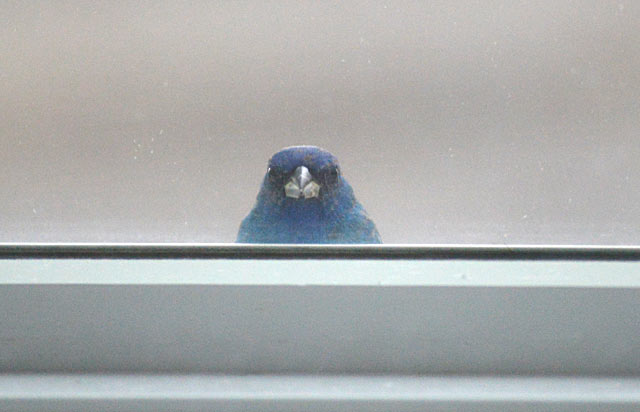 Image result for birds on window sill