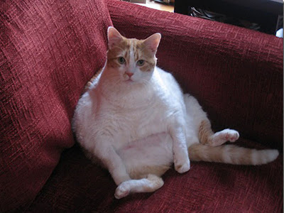 Foto-Foto Kucing Super Gendut | Kucing gue