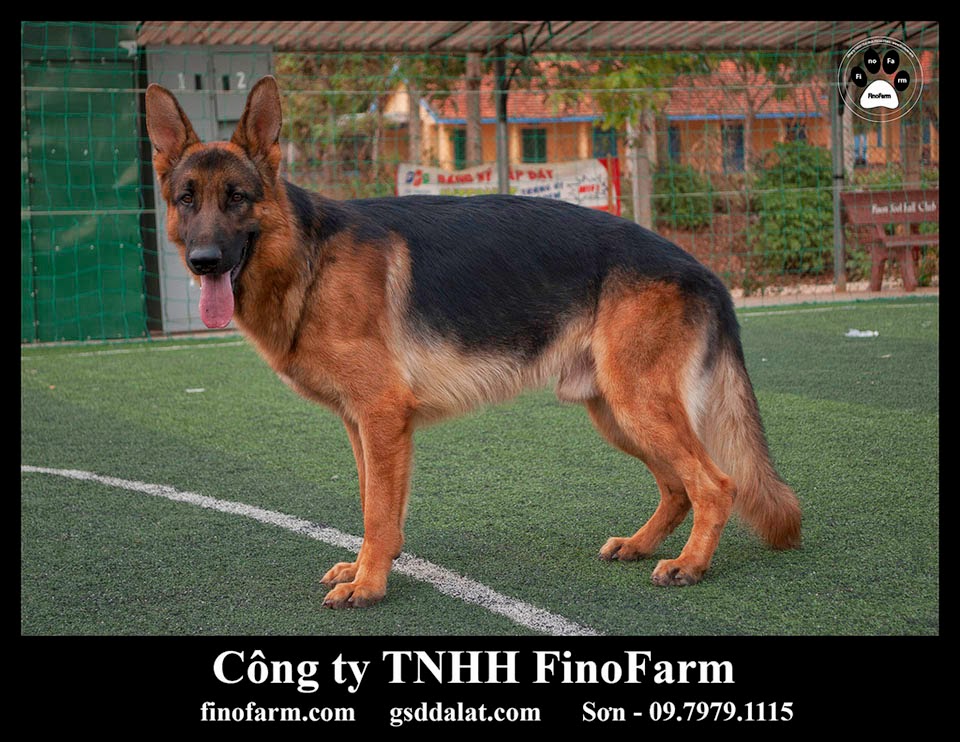 Đà Lạt - Bán GSD có gia phả, gắn chip.