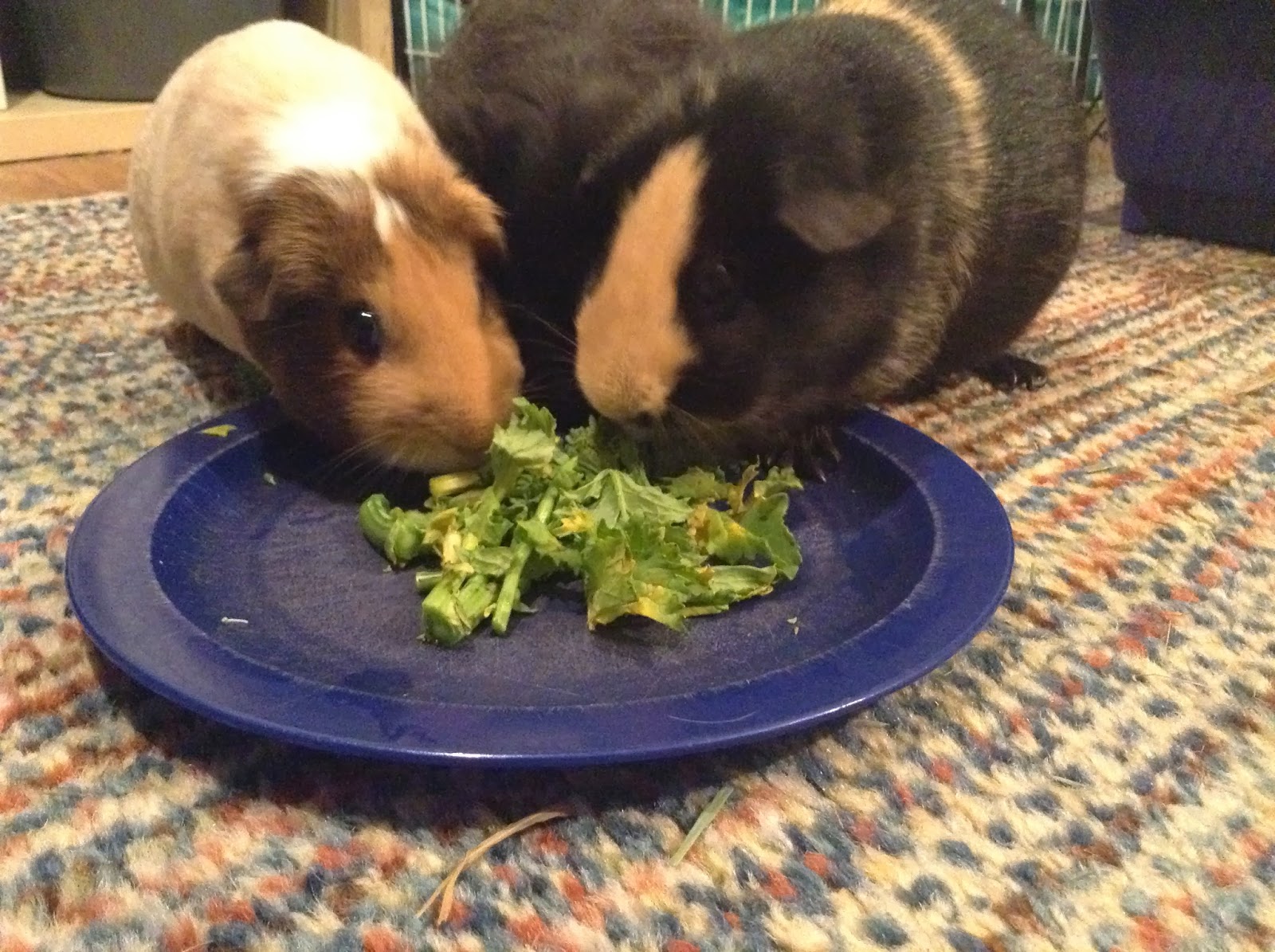 Cavy Savvy A Guinea Pig Blog Can Guinea Pigs Eat Broccoli Raab / Broccoli Rabe / Rapini?