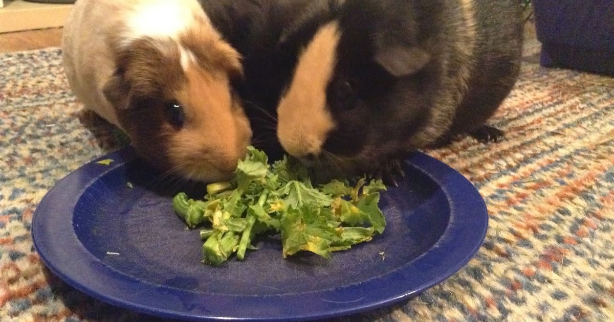 Cavy Savvy A Guinea Pig Blog Can Guinea Pigs Eat Broccoli Raab