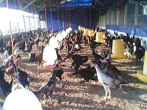 Jual Ayam Kampung Jawa Asli