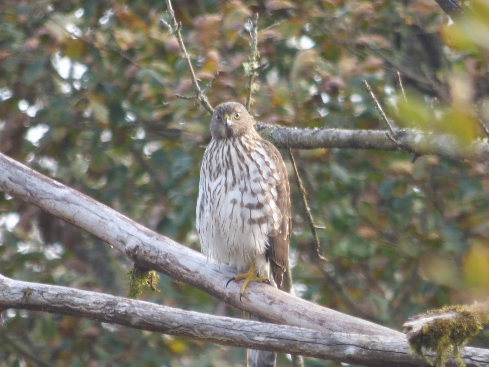 Birds Juvenile Cooper's Hawk