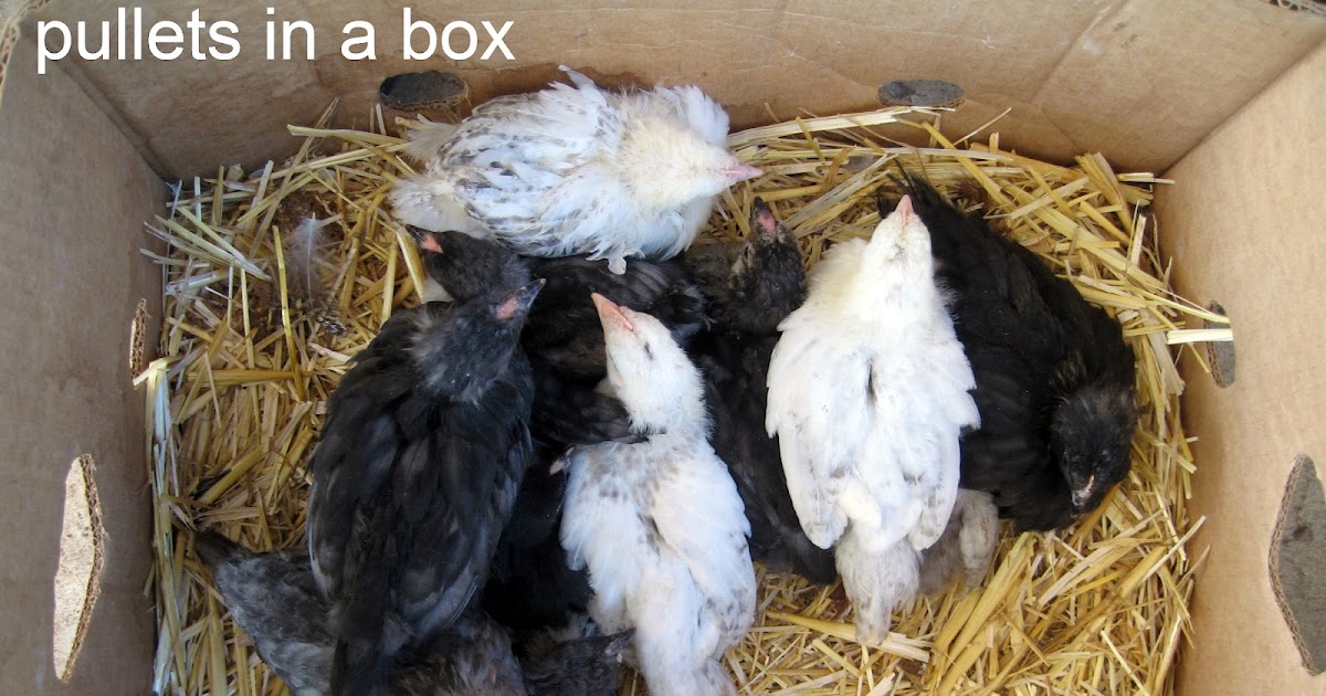 Carolina Backyard Farm pullet care