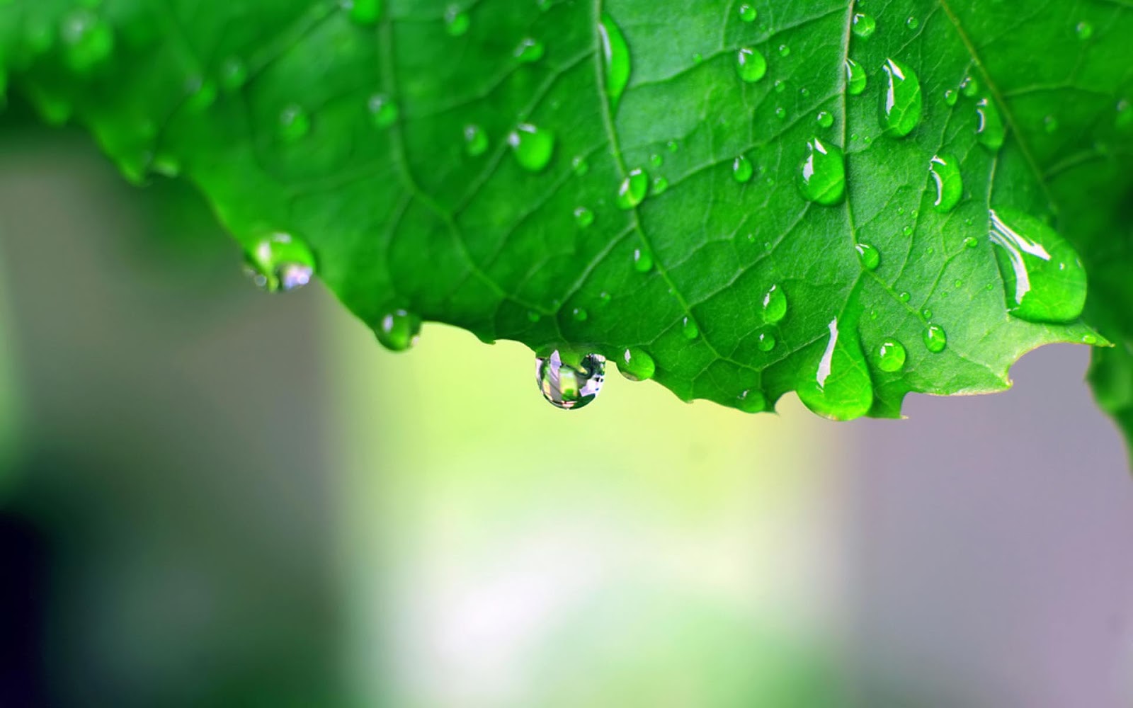 hd rain wallpaper new