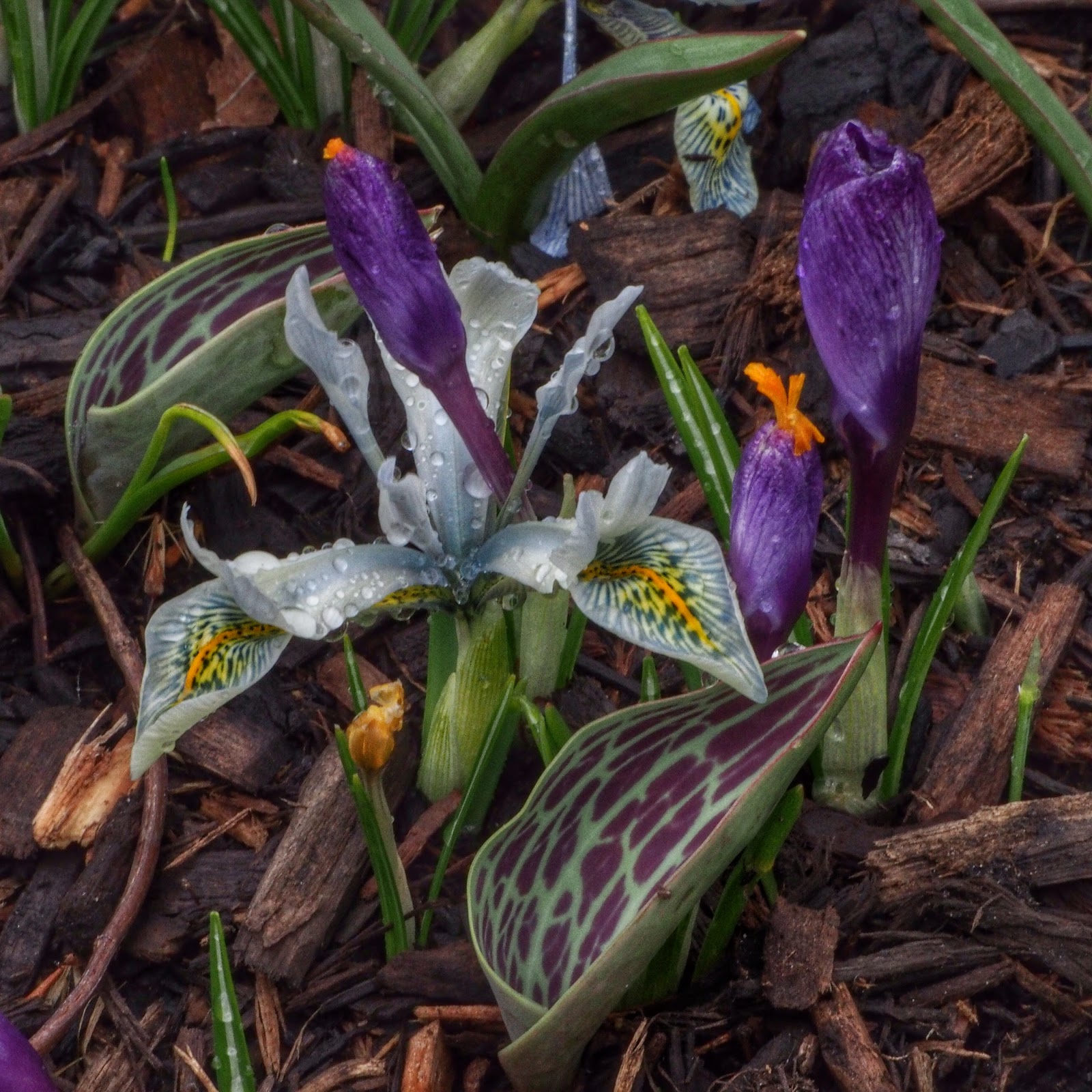 Mixed Bouquet OR Crocus on the Cusp, #NYC #iris #crocus #conservatory garden #centralpark 2014 Mixed Bouquet OR Crocus on the Cusp, #NYC #iris #crocus #conservatory garden #centralpark 2014