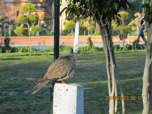 A Ring neck dove inside Jallianwala Bagh.