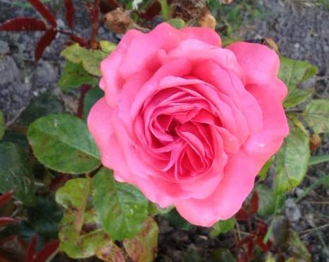 Lady rose