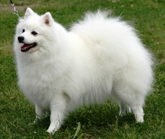 japanese spitz haircut