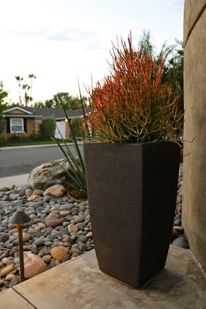 mid-century modern drought tolerant