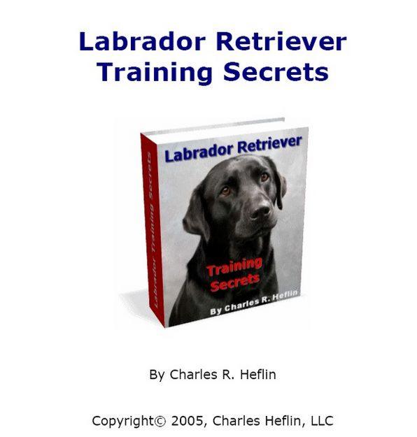 Labrador Retriever Training Secrets Free PDF All About Labradors