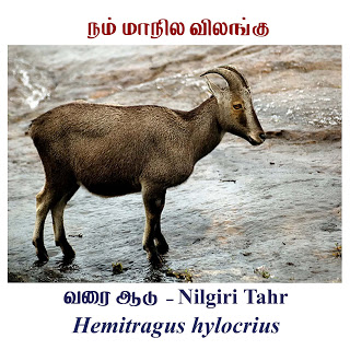 Thiru: State Symbols of Tamil Nadu