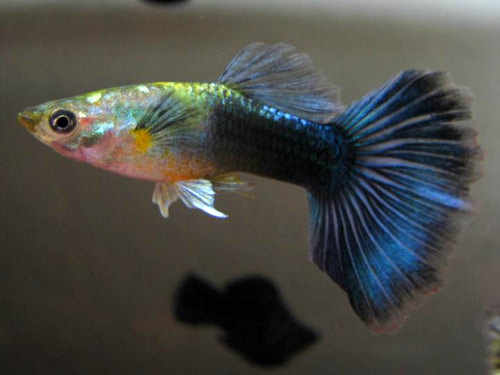 infopez: Guppy