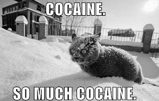 cocaine-cat-snow-much-eyes-1291859099d_l