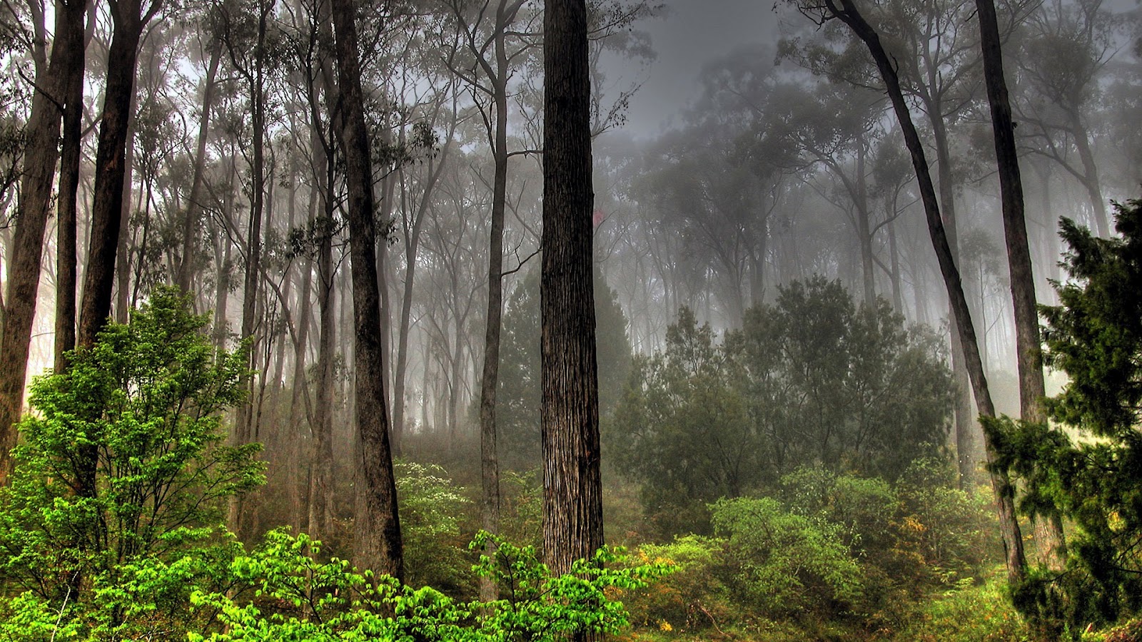 FOREST LANDSCAPE FULL HD NATURE BACKGROUND WALLPAPER FOR LAPTOP WIDESCREEN