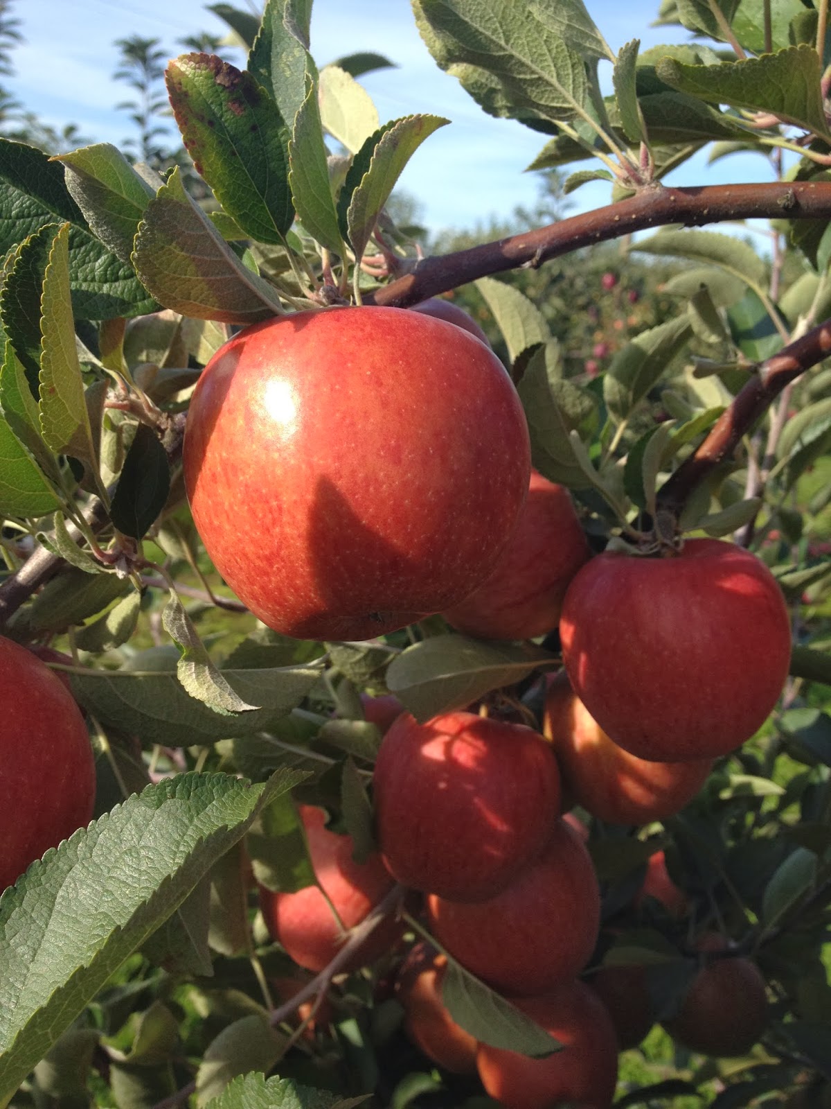 Beilke Family Farm Oregon Apples UPick from the Farm Many new