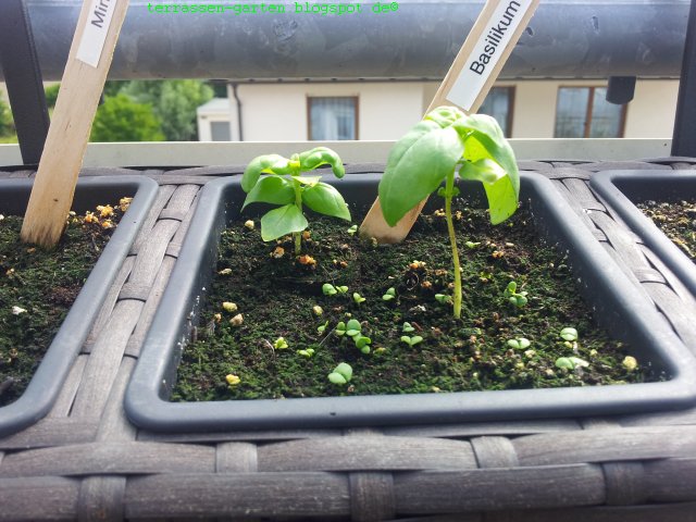 Projekt: Terrassen-Garten