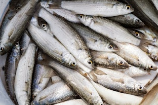 7 Makanan Mengandung Protein Tinggi
