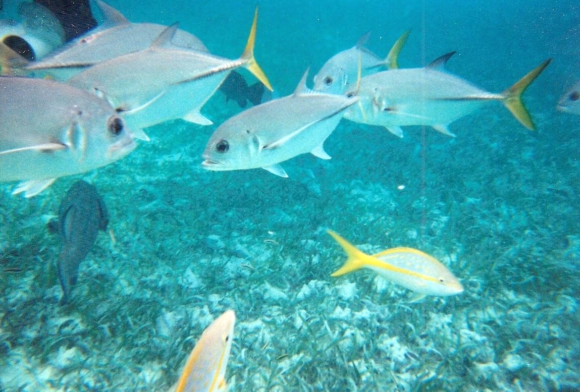 Taking Belize Belize has the Second Largest Barrier Reef in the World