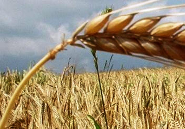 Notes of Food Science Oats pest infestation