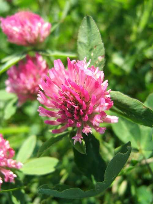 Nibbling on Nature Experiments with Red Clover