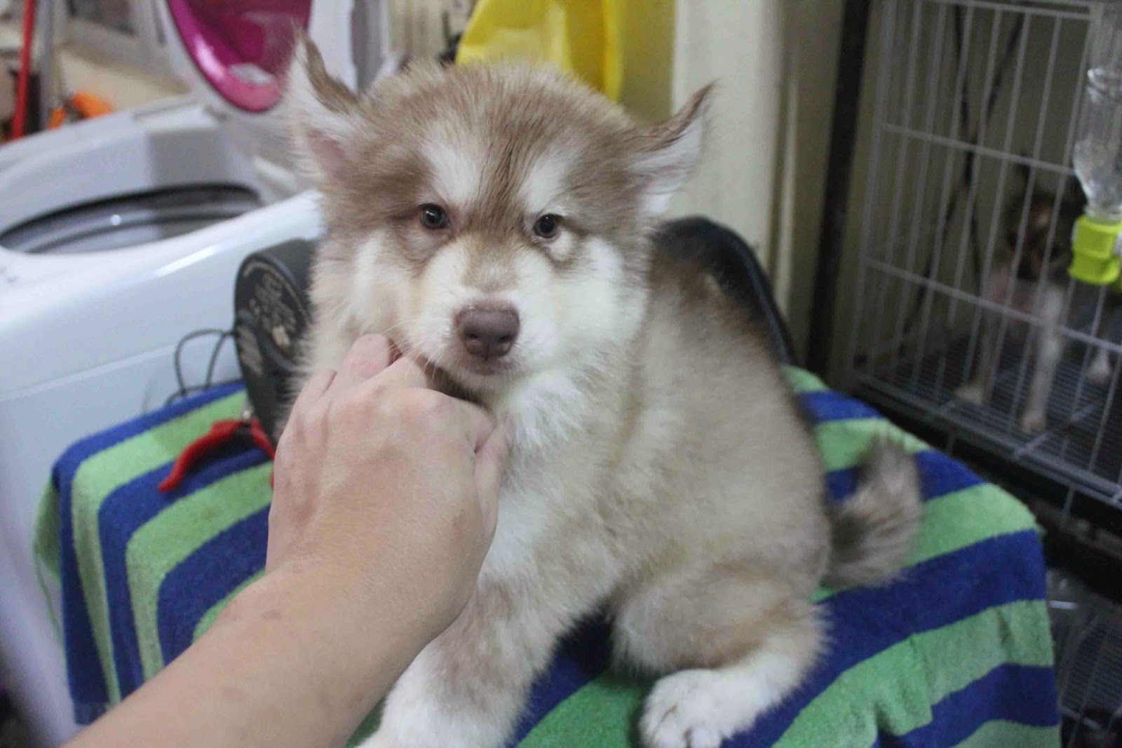 LovelyPuppy: 20140115 Giant Wooly Siberian Husky Puppy