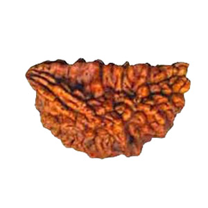 one+face-eka+mukhi+rudraksha+1.jpg