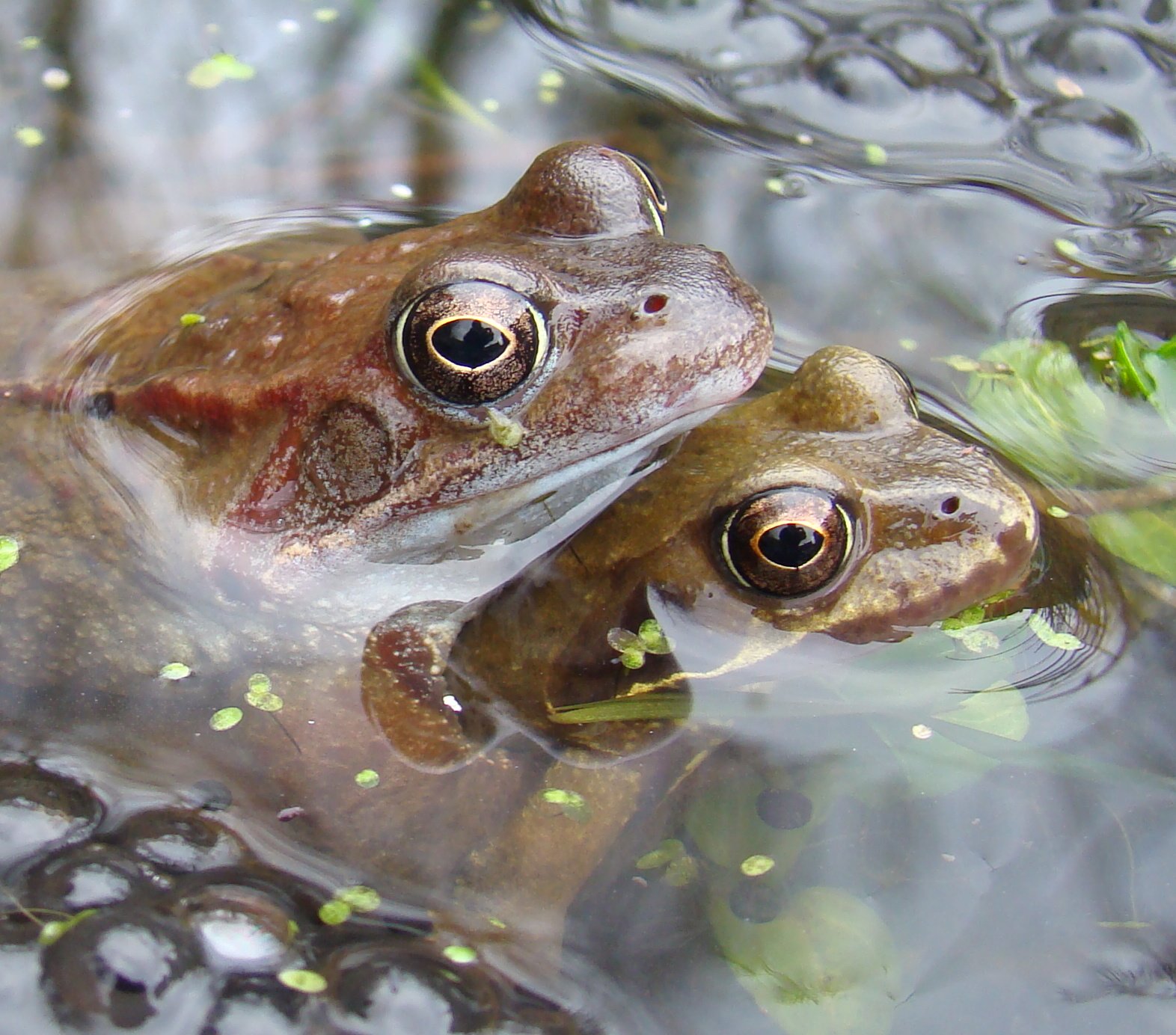 Frog End Wildlife: More frogs Frog End Wildlife: More frogs
