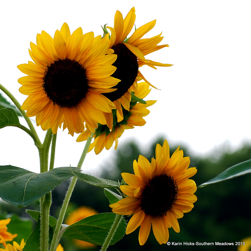 Sunflowers background