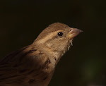 House sparrow