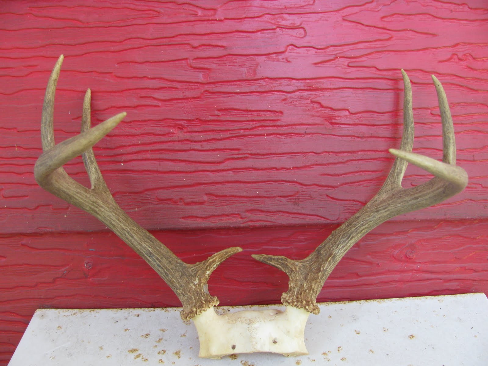 Estate Sale Services 409.750.3688 Roland Dressler Vintage Deer Antlers