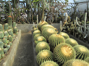 Pineview Cactus Nursery in Kalimpong.