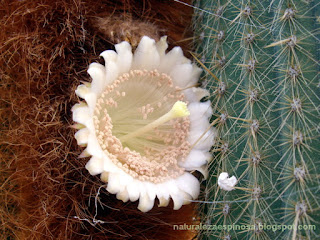 Espostoa guentheri