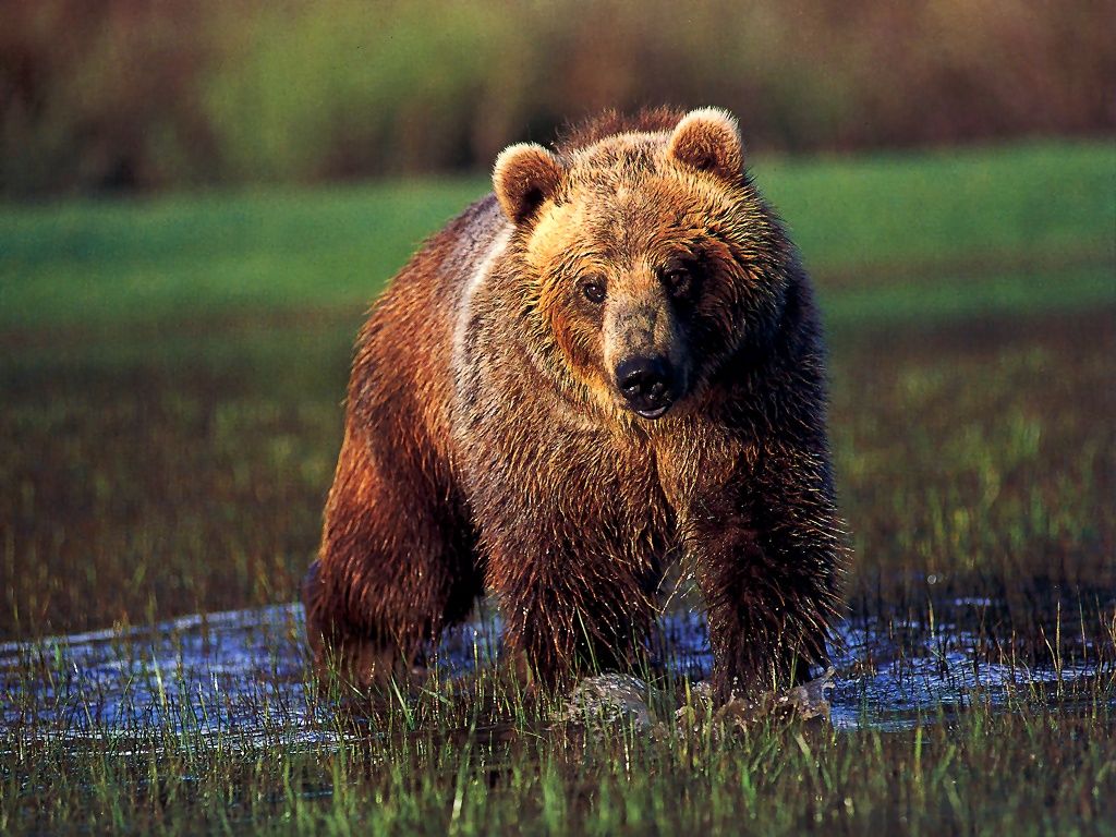 Grizzly Bear In Water