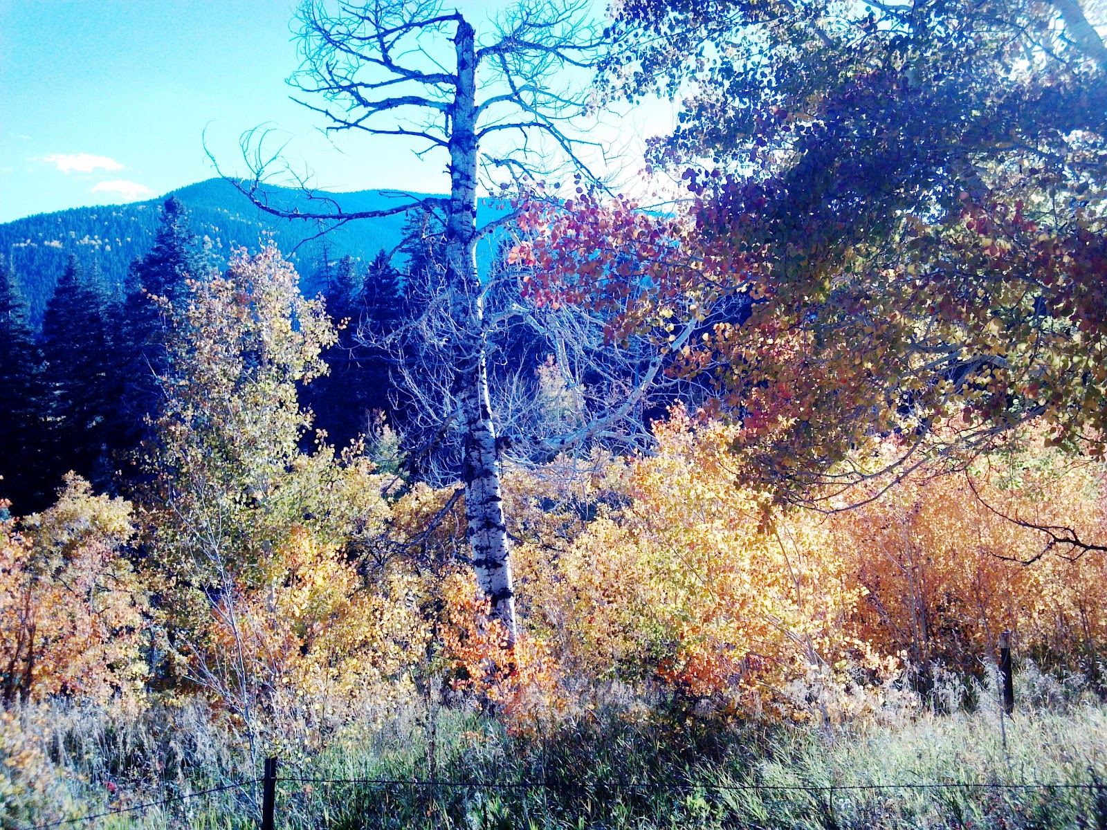 San Isabel Fall 2012 Photo Tour (Aspen, Colorado City homes, live