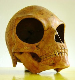 Mystery Sealand Skull, Real or Fake?