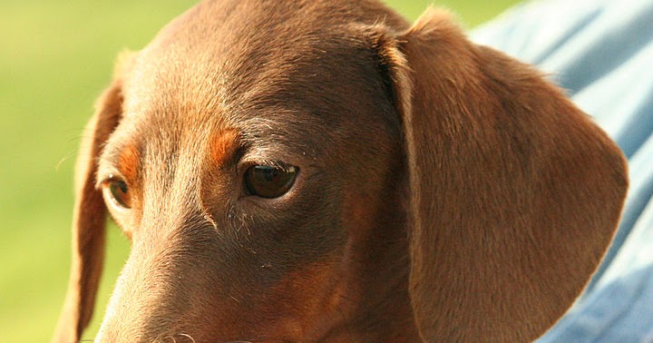 imha dogs vet immune mediated hemolytic anemia in dogs imha imha dogs vet immune mediated hemolytic anemia in dogs imha