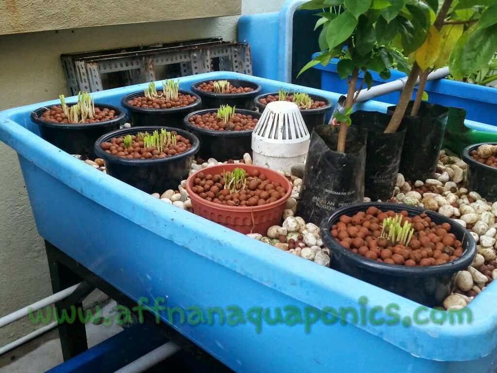 Affnan's Aquaponics Potting Garlic Chives Kuchai Redo