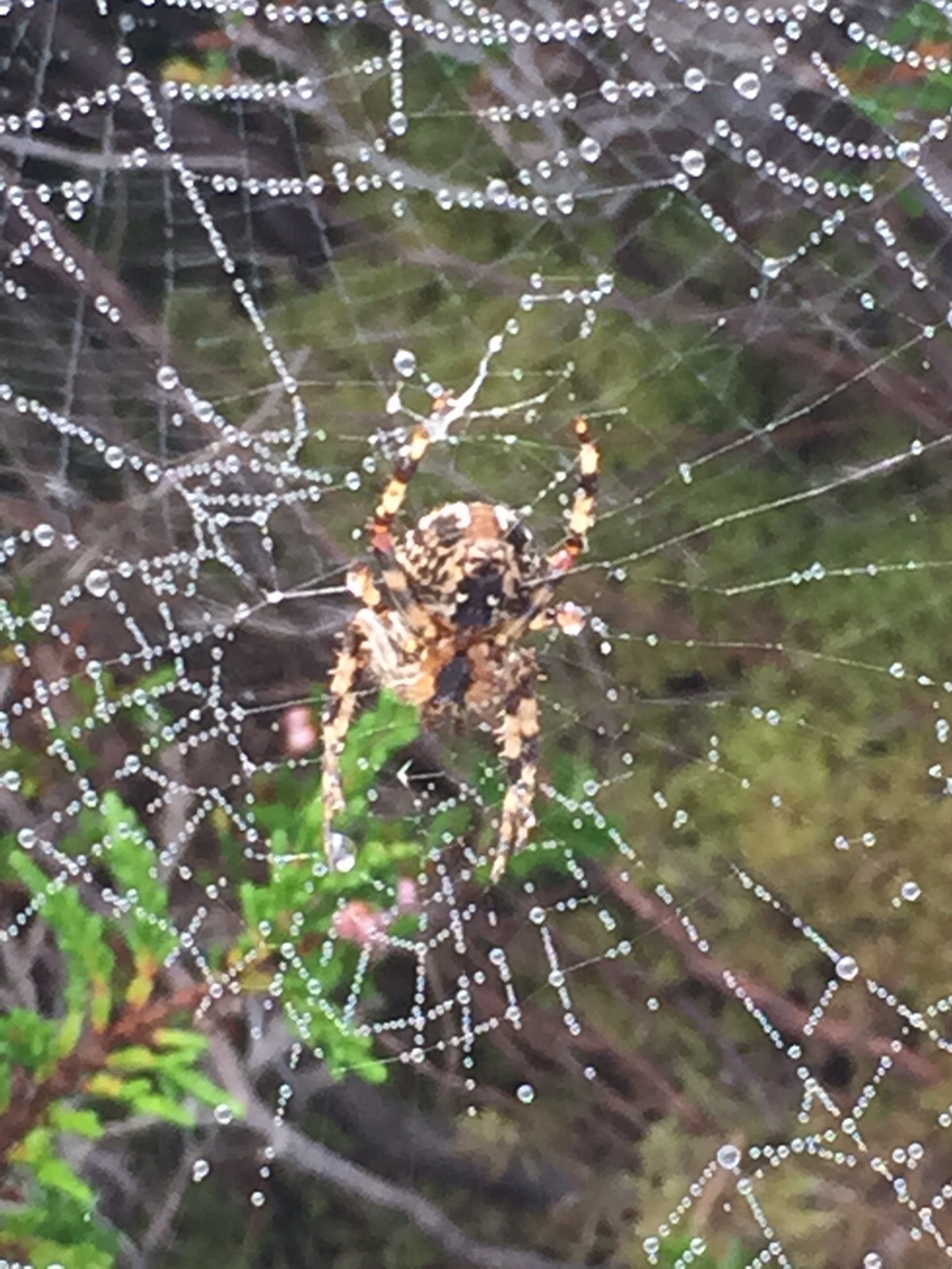 Primary Language Learning Today Spider's web.Reading and Writing