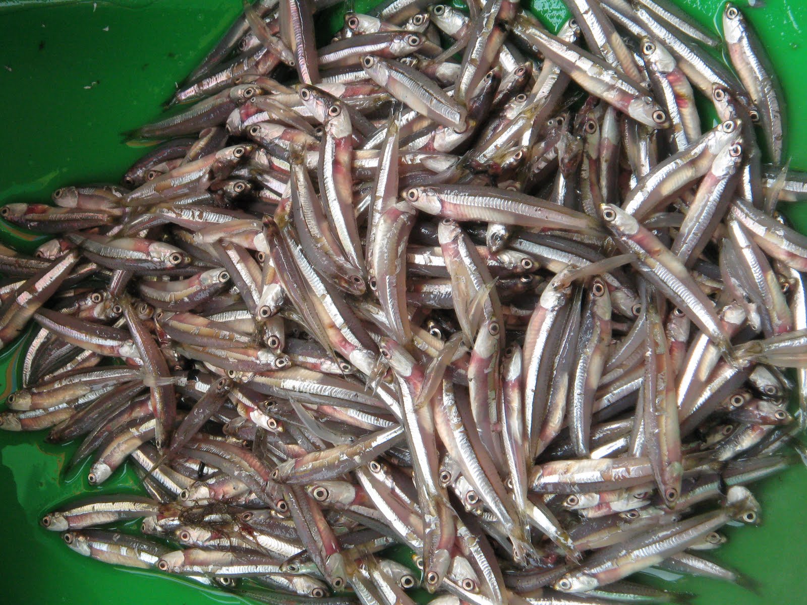 Talimusak Fish