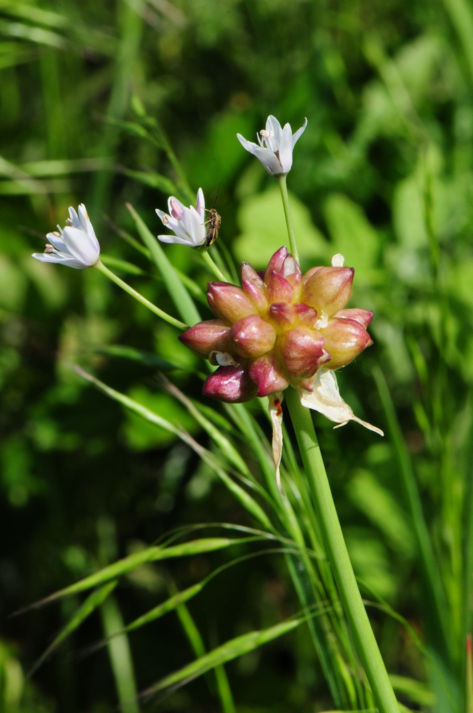 Texas Sage Flower Leucophyllum Frutescens