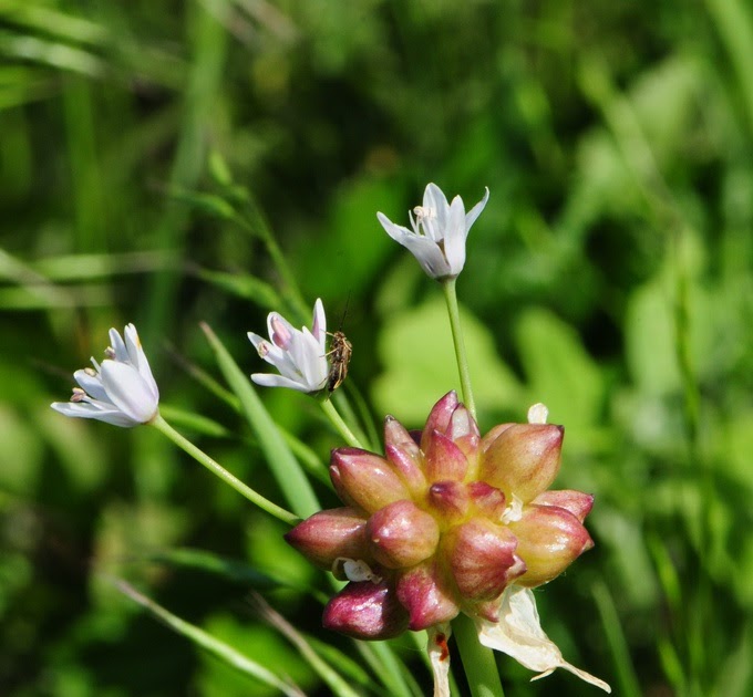 Wild Edible Texas Wild Onions