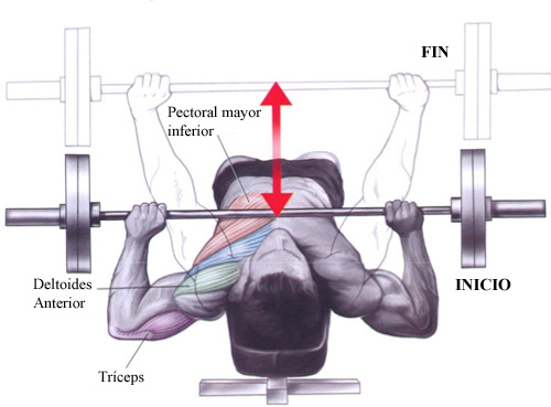 HOT De Banca Press Barra Declinado Press De Pecho Declinado