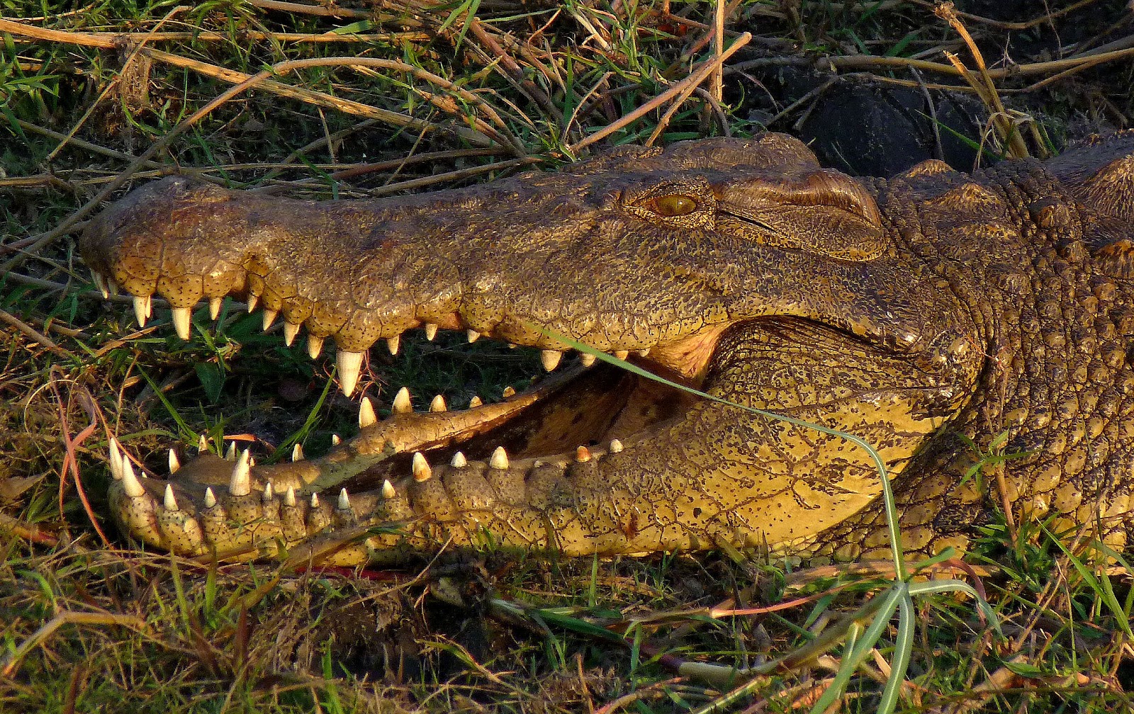 Carnivores