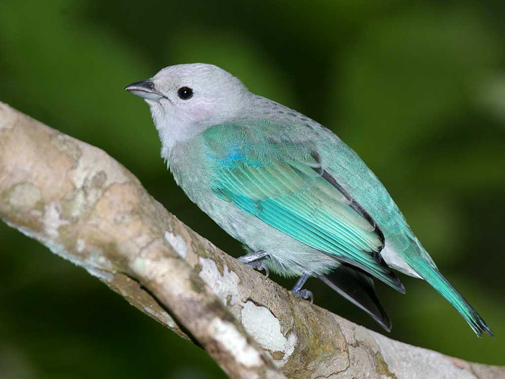 Birds Wallpaper Hd